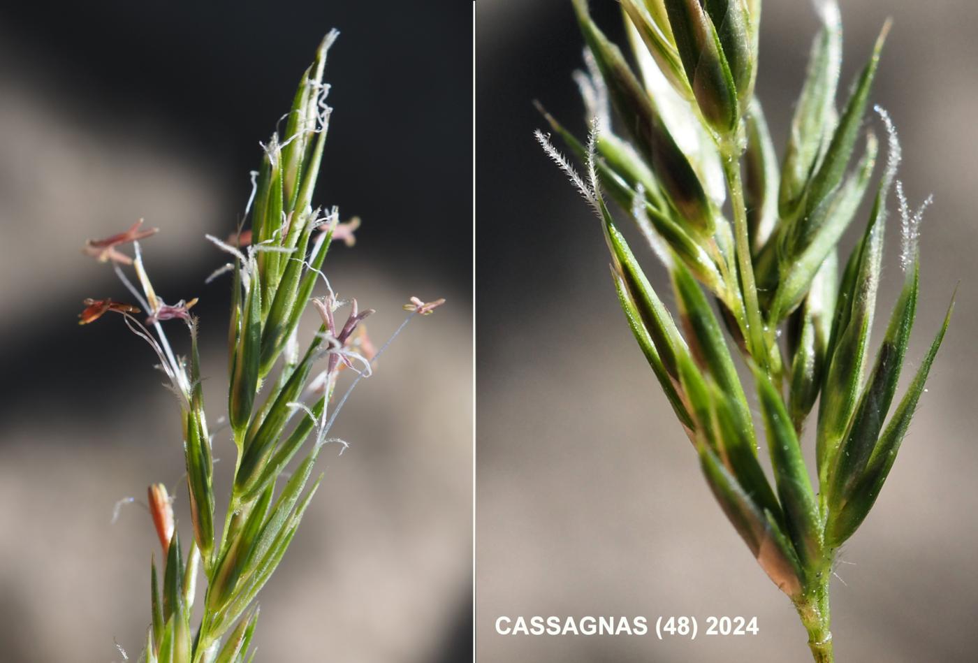 Sweet vernal grass flower